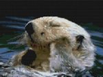 (image for) Otter Bathtime